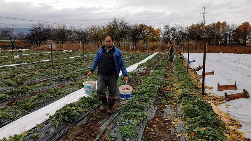 Erzincan'da yüksek rakımda şaşırtan manzara! Kasım ortasında devam ediyor, hedef aralık 20'si: 'Görenler şaşırıyor'