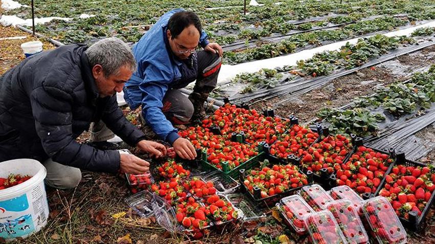 Erzincan'da yüksek rakımda şaşırtan manzara! Kasım ortasında devam ediyor, hedef aralık 20'si: 'Görenler şaşırıyor'