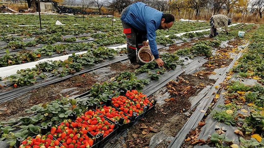 Erzincan'da yüksek rakımda şaşırtan manzara! Kasım ortasında devam ediyor, hedef aralık 20'si: 'Görenler şaşırıyor'