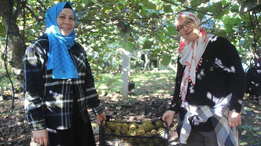 Rekolte hedefi 6 bin 200 ton! Ordu'dan ekonomiye 500 milyon TL'lik dev katkı