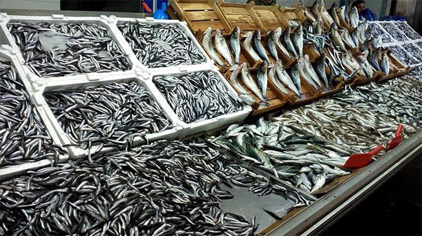 Deniz dolu geldi! Karadeniz Ereğli'de hamsi bolluğu: 2.5 ayda 5 bin ton avlandı, rekolte 15 bin tonu görecek!