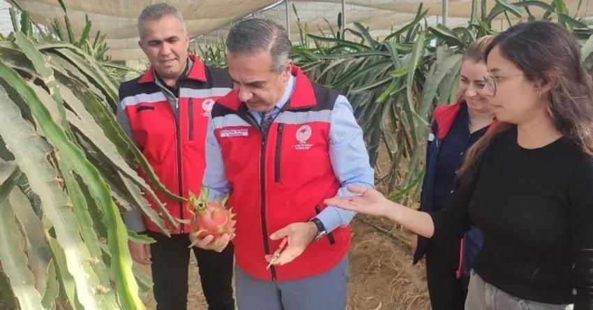 Aydın'da pitaya üretimi 91 dekara ulaştı! İlçelerde alan genişliyor