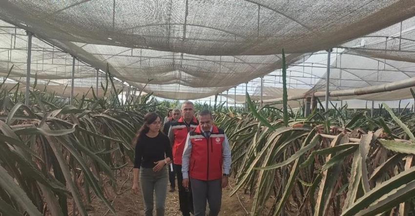 Aydın'da pitaya üretimi 91 dekara ulaştı! İlçelerde alan genişliyor