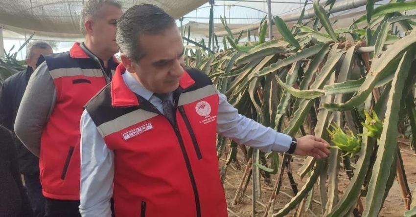 Aydın'da pitaya üretimi 91 dekara ulaştı! İlçelerde alan genişliyor