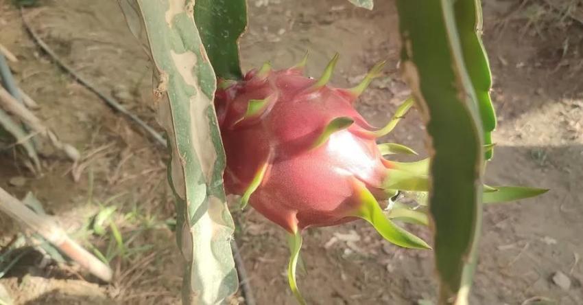 Aydın'da pitaya üretimi 91 dekara ulaştı! İlçelerde alan genişliyor