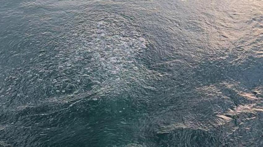 Sakarya'da esrarengiz olay! Balık sandı, gerçeği açıklayamadı: İlk defa gördüm
