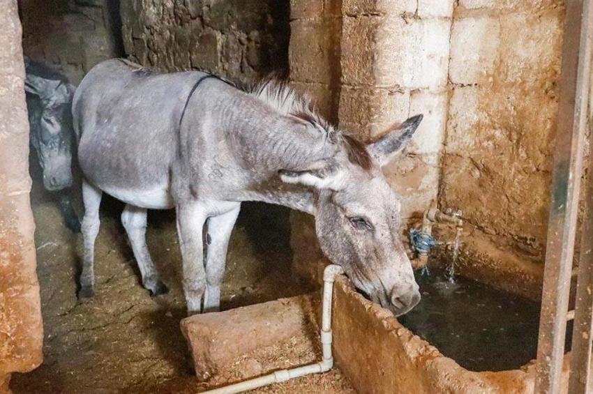 Mardin'de paletli aracın saha testi tamamlandı! Tarihi şehir Artuklu’da kadrolu eşeklerin yerine kullanılacak