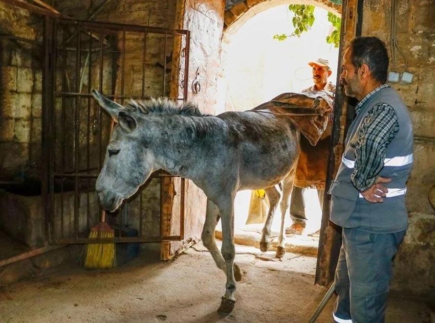 Mardin'de paletli aracın saha testi tamamlandı! Tarihi şehir Artuklu’da kadrolu eşeklerin yerine kullanılacak