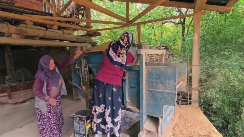 Artvin'in ilçesinde hasat devam ediyor! Her yıl yüzlerce ton ürün toplanıyor