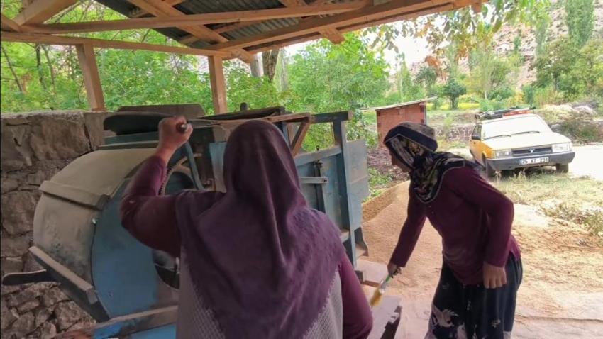 Artvin'in ilçesinde hasat devam ediyor! Her yıl yüzlerce ton ürün toplanıyor