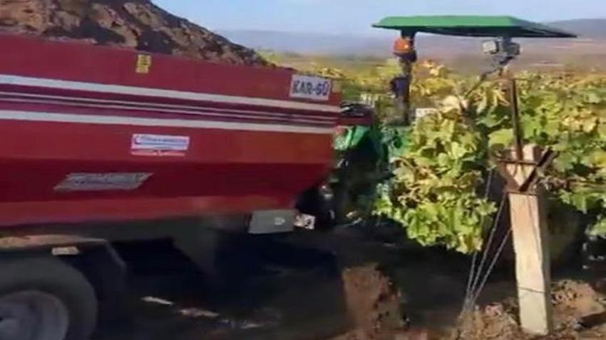Manisa’da üzüm bağlarında hasat bitti! Kış hazırlıkları başladı