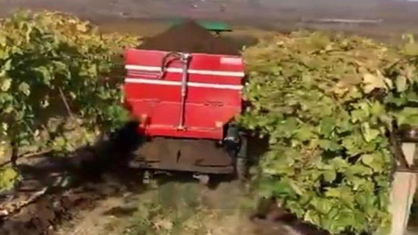 Manisa’da üzüm bağlarında hasat bitti! Kış hazırlıkları başladı