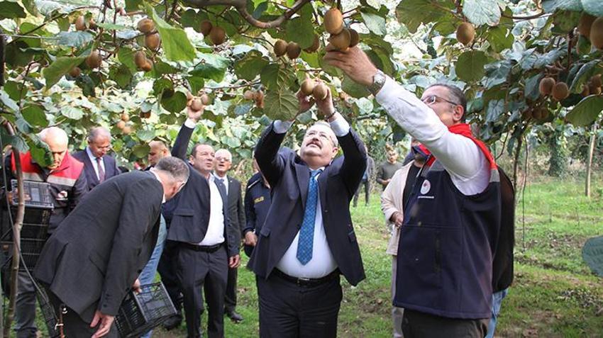 Samsun'da hasat rekorla tamamlandı! Fiyatlar yüzde yüz arttı! Talebe yetişemiyorlar