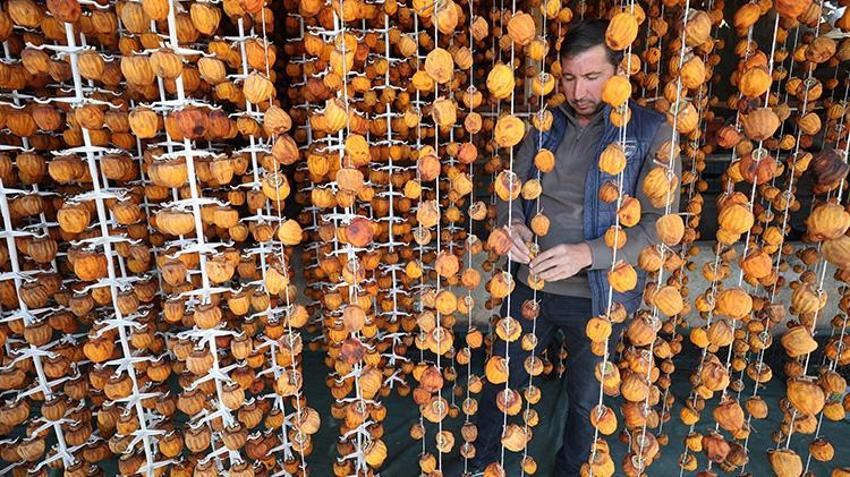 Nevşehirli girişimciler parayı cennet hurmasında buldu! Hayvancılığı bırakıp bu işe girdiler