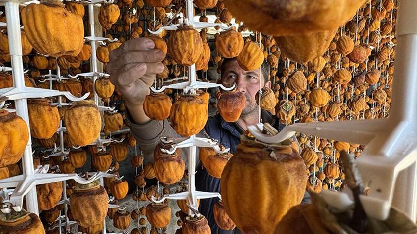 Nevşehirli girişimciler parayı cennet hurmasında buldu! Hayvancılığı bırakıp bu işe girdiler