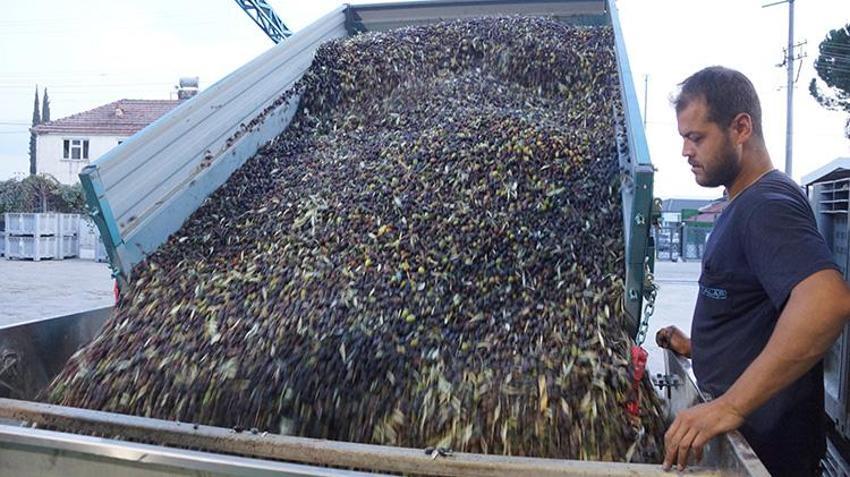 Aydın’da zeytin hasadı başladı: Rekolte düşük, yağ kalitesi yüksek
