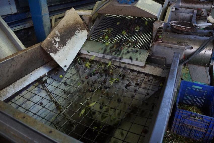 Aydın’da zeytin hasadı başladı: Rekolte düşük, yağ kalitesi yüksek