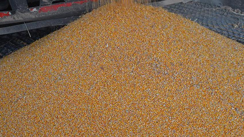 Mardin Ovası'nda bereket yılı: Türkiye üretiminin 3'te 1'i bu topraklardan çıkacak!