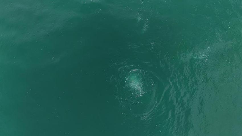 Sakarya Sapanca Gölü'nde endişelendiren görüntüler! Deprem habercisi mi? Uzman isim açıkladı