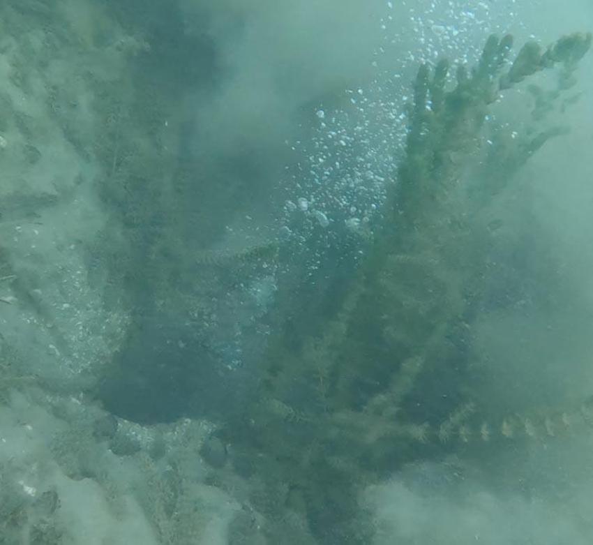 Sakarya Sapanca Gölü'nde endişelendiren görüntüler! Deprem habercisi mi? Uzman isim açıkladı