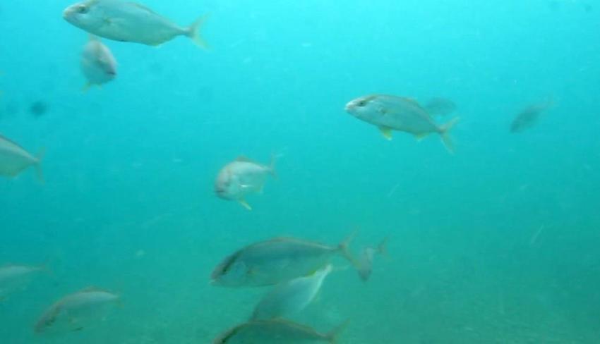 Antalya'da deniz pamuk tarlasına dönüştü!