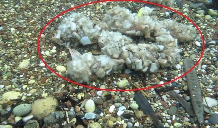 Antalya'da deniz pamuk tarlasına dönüştü!