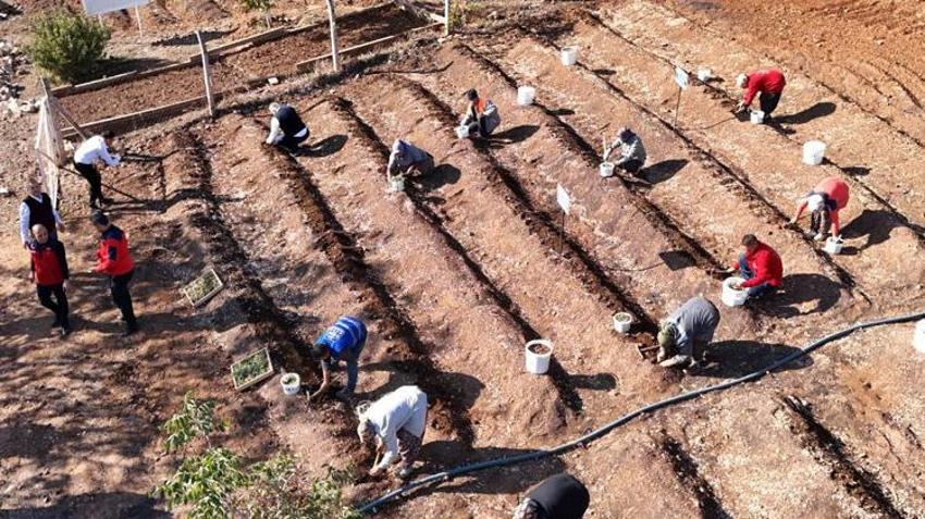 Kahramanmaraş dondurmasının sırrı toprakla buluştu: Endemik salep bitkisi ekimi başladı!