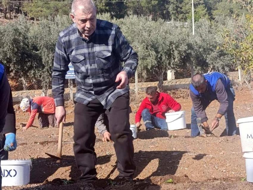 Kahramanmaraş dondurmasının sırrı toprakla buluştu: Endemik salep bitkisi ekimi başladı!