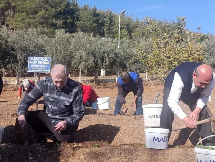 Kahramanmaraş dondurmasının sırrı toprakla buluştu: Endemik salep bitkisi ekimi başladı!
