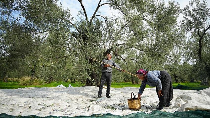 Çanakkale'de 12 bin dönüm araziye 'Dronlu bekçi' kalkanı: 2 yılda hırsızlık tarihe karıştı! 'Haftanın 7 günü nöbette'