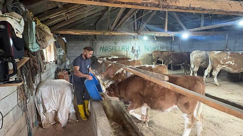 Giresunlu genç çift İstanbul'u terk edip köylerinde çiftlik kurdu! 5 hayvanla başlayıp 2 yılda sayıyı 8 katına çıkardılar