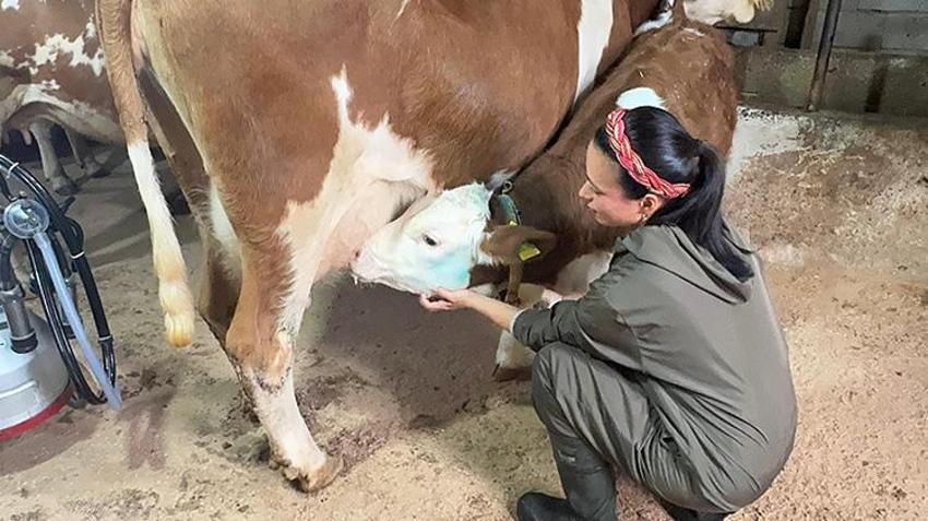 Giresunlu genç çift İstanbul'u terk edip köylerinde çiftlik kurdu! 5 hayvanla başlayıp 2 yılda sayıyı 8 katına çıkardılar