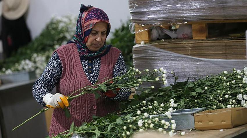 İhracat rekoru geldi! Türk çiçekçilik sektörü 137 milyon doları aştı: 80 ülkeye gönderiliyor