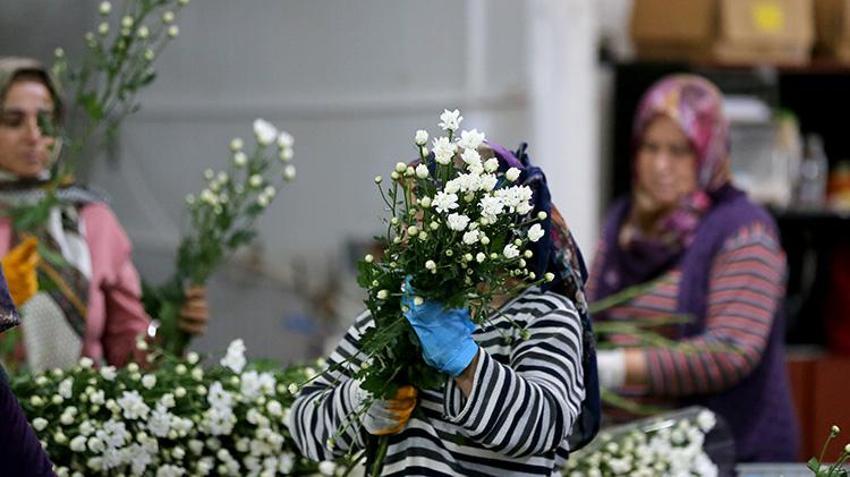İhracat rekoru geldi! Türk çiçekçilik sektörü 137 milyon doları aştı: 80 ülkeye gönderiliyor