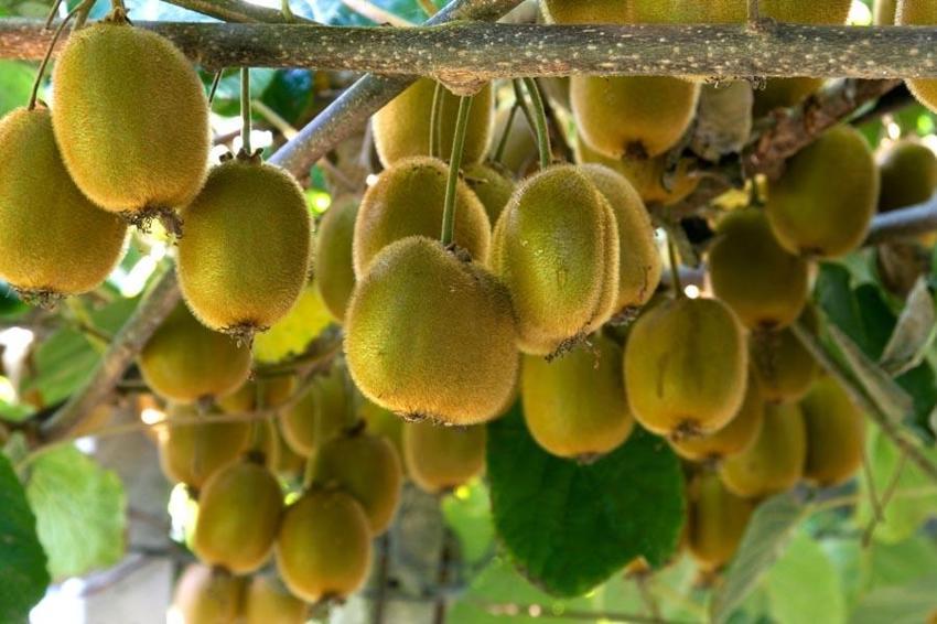 Çarşamba’da mükemmel bir bitki üreticileri sevindirdi! 180 gramlık kivi noterde tescillendi