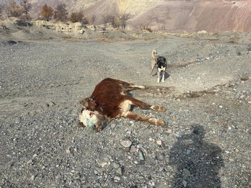 Erzincan'da şap alarmı! Köylüler tedirgin: "Hastalıklı hayvanlar gece meraya bırakılıyor"
