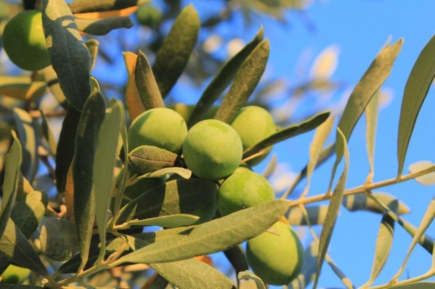 Zeytin alırken bunlara dikkat! Uzmanından çok önemli uyarılar