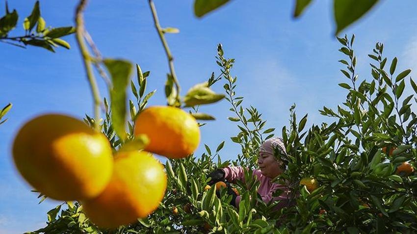 Rekolteyle yüzler gülüyor! İzmir mandalinada 'var' senesini yaşıyor: 165 bin tonluk Satsuma cinsinde hasat başladı!