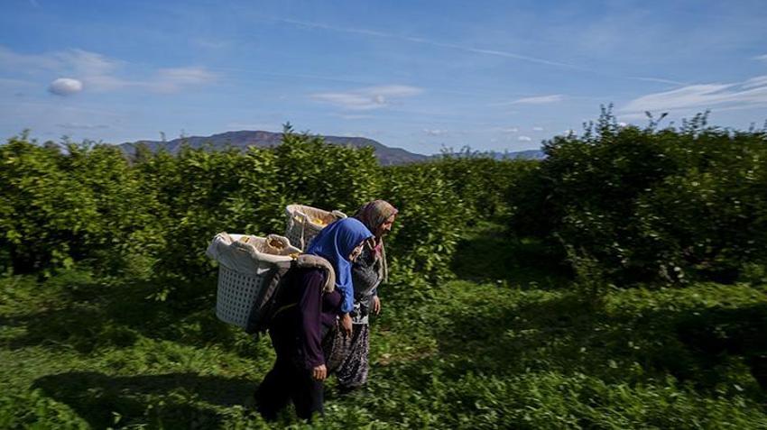 Rekolteyle yüzler gülüyor! İzmir mandalinada 'var' senesini yaşıyor: 165 bin tonluk Satsuma cinsinde hasat başladı!
