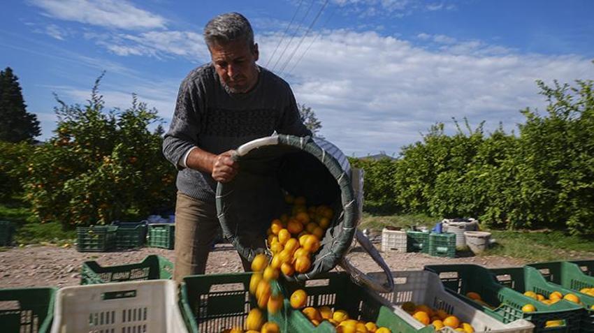 Rekolteyle yüzler gülüyor! İzmir mandalinada 'var' senesini yaşıyor: 165 bin tonluk Satsuma cinsinde hasat başladı!