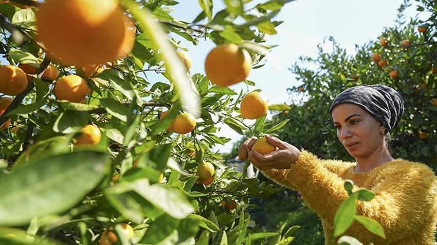 Rekolteyle yüzler gülüyor! İzmir mandalinada 'var' senesini yaşıyor: 165 bin tonluk Satsuma cinsinde hasat başladı!