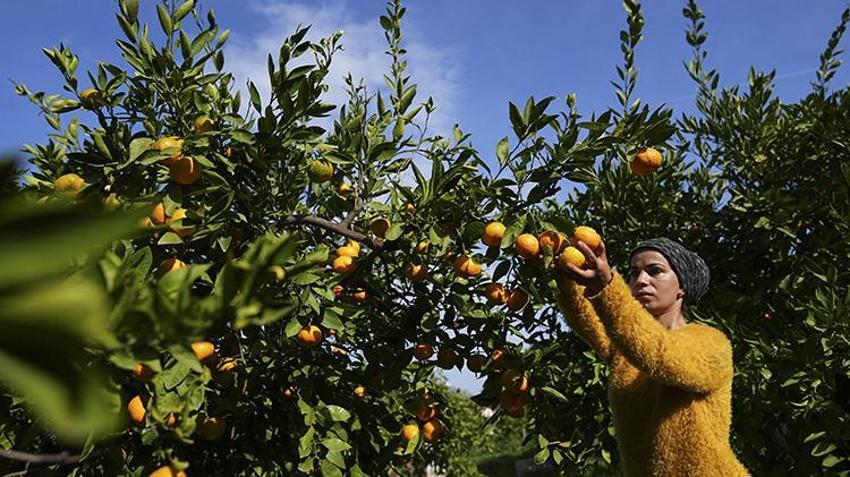 Rekolteyle yüzler gülüyor! İzmir mandalinada 'var' senesini yaşıyor: 165 bin tonluk Satsuma cinsinde hasat başladı!