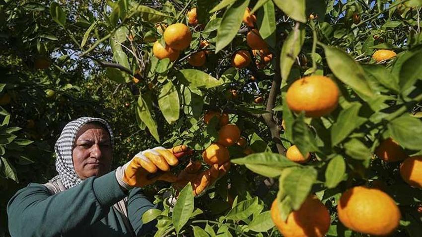 Rekolteyle yüzler gülüyor! İzmir mandalinada 'var' senesini yaşıyor: 165 bin tonluk Satsuma cinsinde hasat başladı!
