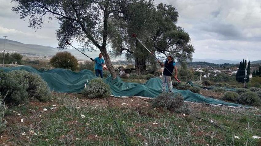 Bodrum'da hasat başladı! Ekipler üreticilerle sahada