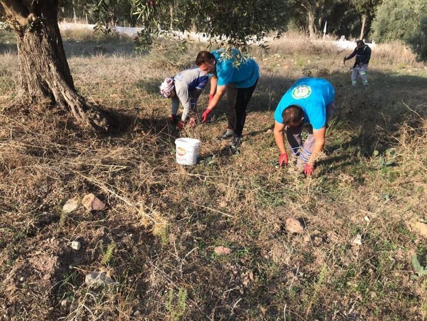 Bodrum'da hasat başladı! Ekipler üreticilerle sahada