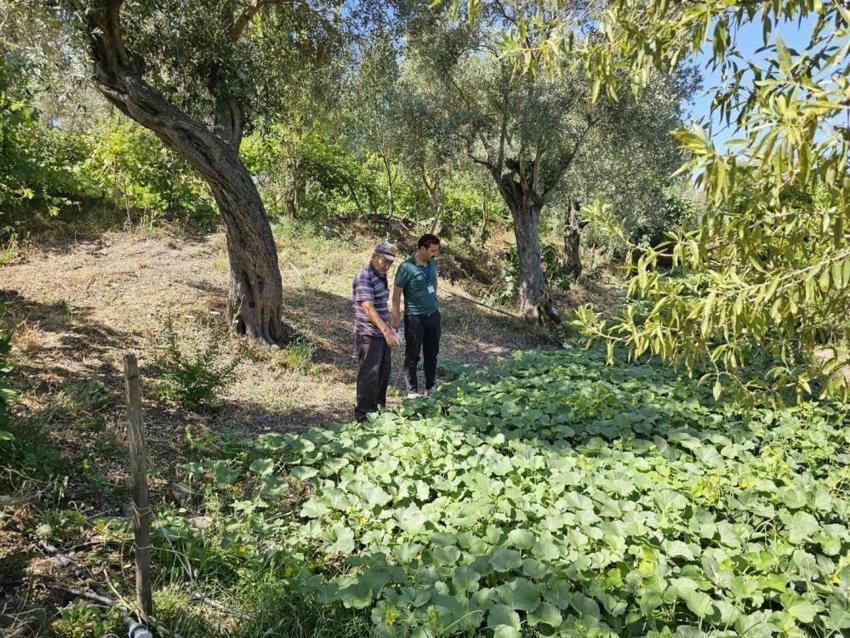 Bodrum'da hasat başladı! Ekipler üreticilerle sahada