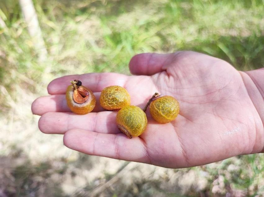 Tropikal iklimde yetişen bitkiyi Adana'da ektiler: Kabuğu suyu görünce köpürmeye başlıyor! Beklenenden 2 yıl önce meyve vermeye başladı: Endüstride kullanılacak