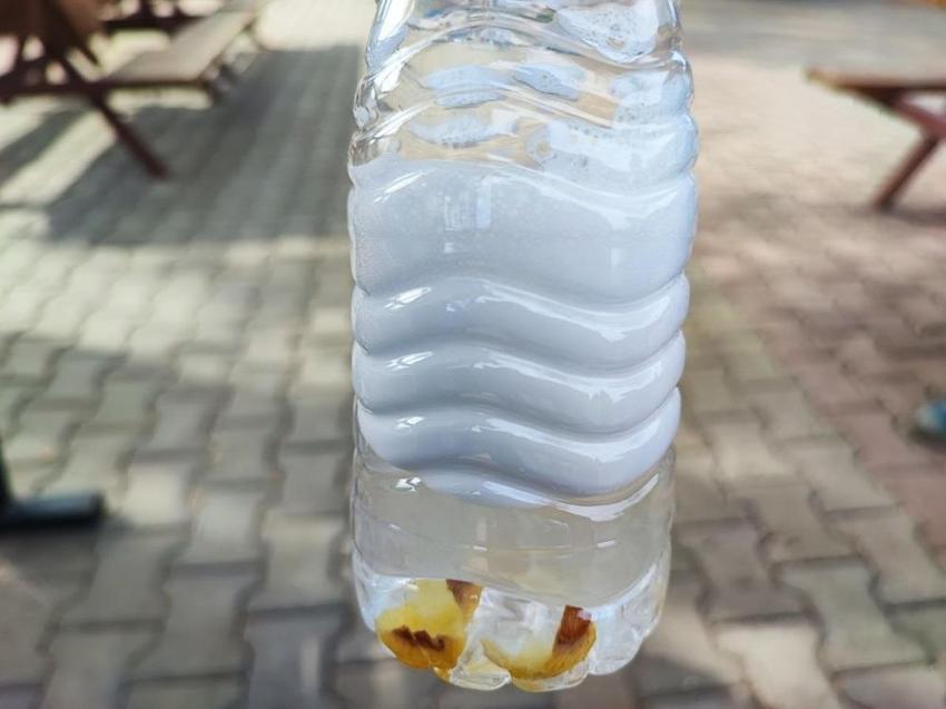 Tropikal iklimde yetişen bitkiyi Adana'da ektiler: Kabuğu suyu görünce köpürmeye başlıyor! Beklenenden 2 yıl önce meyve vermeye başladı: Endüstride kullanılacak