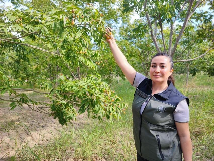 Tropikal iklimde yetişen bitkiyi Adana'da ektiler: Kabuğu suyu görünce köpürmeye başlıyor! Beklenenden 2 yıl önce meyve vermeye başladı: Endüstride kullanılacak