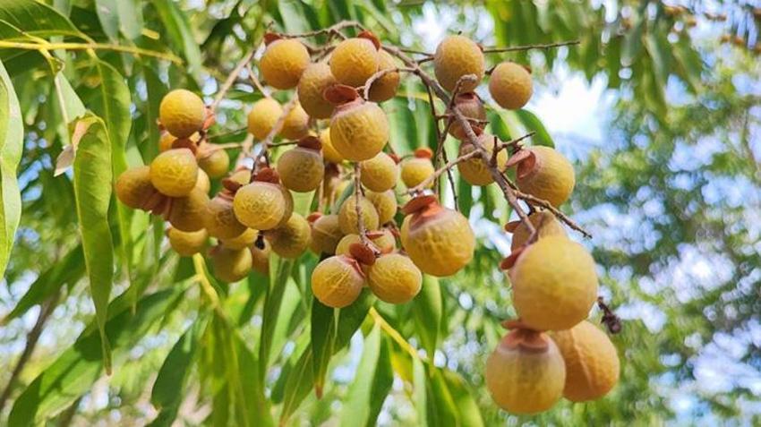 Tropikal iklimde yetişen bitkiyi Adana'da ektiler: Kabuğu suyu görünce köpürmeye başlıyor! Beklenenden 2 yıl önce meyve vermeye başladı: Endüstride kullanılacak